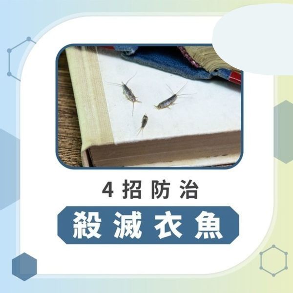 回南天｜潮濕天噩夢9種家居昆蟲湧現 廚廁常有「蚊滋」1招防蟲最佳