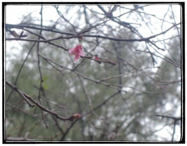 開花了！長洲關公亭櫻花情報