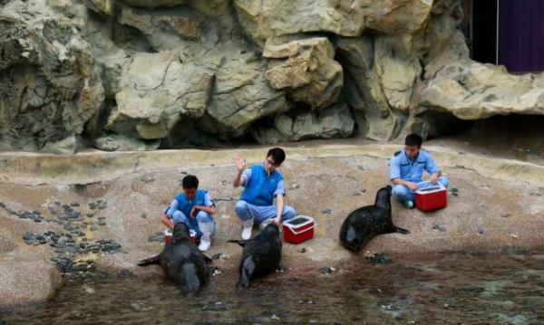 【海洋公園】海洋公園歷險課程 參觀海象屋企/幫海豹準備野食