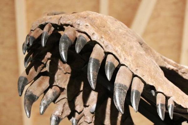 【中環好去處】12米長暴龍化石即將登陸中環 6月免費睇恐龍展覽！