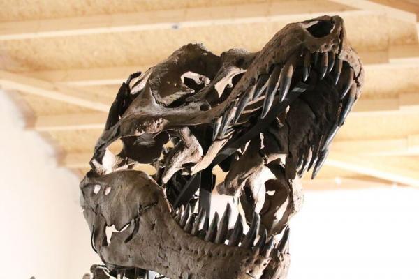 【中環好去處】12米長暴龍化石即將登陸中環 6月免費睇恐龍展覽！