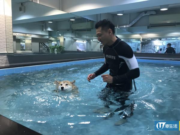 【旺角好去處】寵物酒店+訓練學校 狗cafe/室內泳池/跑步機