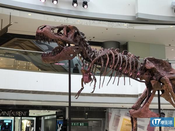 【中環好去處】免費睇恐龍展覽 12米長暴龍化石！