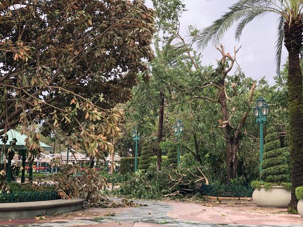 【颱風山竹】迪士尼今天全日暫停開放！颱風威力驚人導致塌樹路面損毁