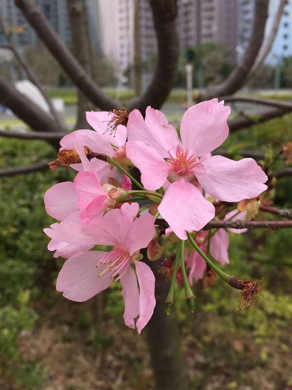 【花季2020】香港全年賞花時間地點一覽！櫻花/美人樹/藍花楹/繡球花