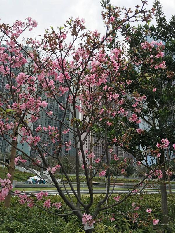 【花季2020】香港全年賞花時間地點一覽！櫻花/美人樹/藍花楹/繡球花