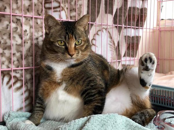 【荃灣好去處】香港拯救貓狗協會貓咪領養日 給無家可歸貓貓一個希望！