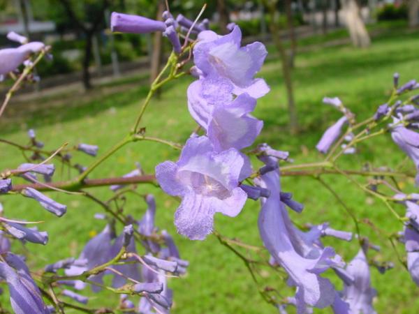 香港藍花楹開花！呈美麗浪漫淡紫色+賞花時間地點一覽