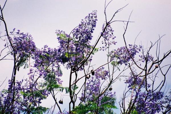 香港藍花楹開花！呈美麗浪漫淡紫色+賞花時間地點一覽