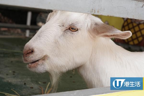 【錦田好去處】澳洲羊駝首度登陸香港農莊！近距離接觸餵飼得意羊駝