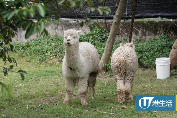 【錦田好去處】澳洲羊駝首度登陸香港農莊！近距離接觸餵飼得意羊駝