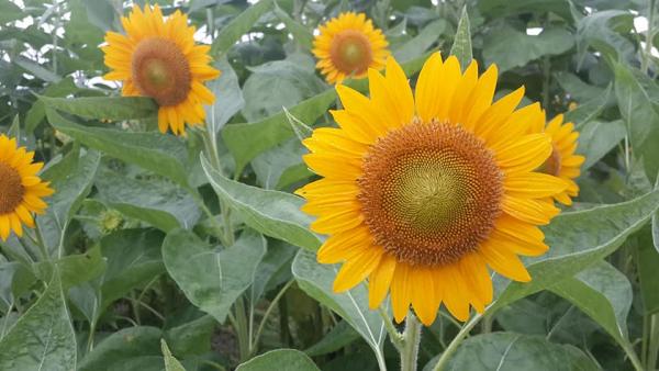 【元朗好去處】元朗本地農場信芯園5月底舉辦太陽花節！向日葵花海盛開