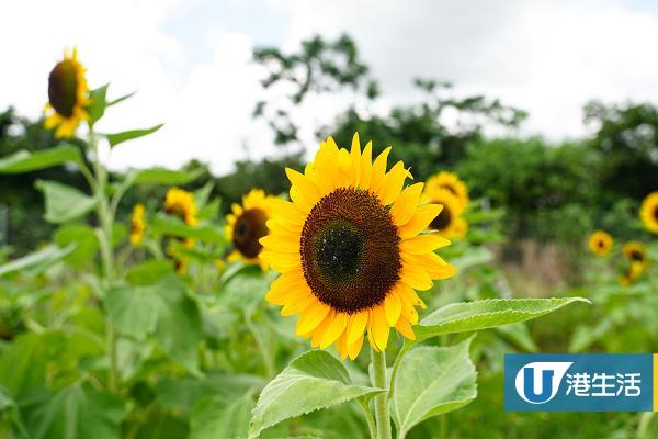 【元朗好去處】元朗向日葵花海綻放！零距離接觸近萬朵太陽花