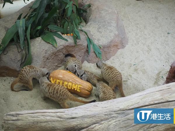 【海洋公園】海洋公園全新非洲動物展館開幕 近距離睇「丁滿」狐獴/大象龜