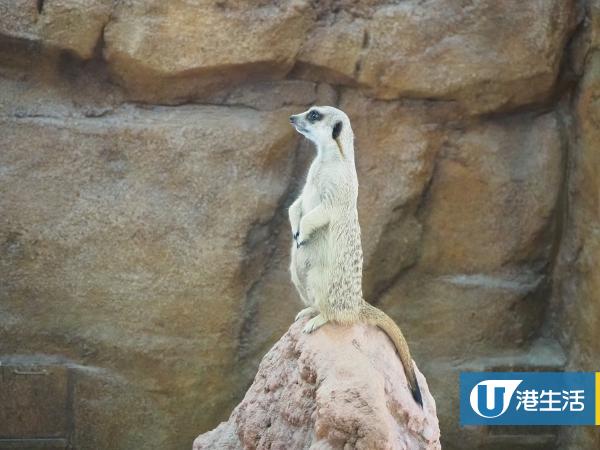 【海洋公園】海洋公園全新非洲動物展館開幕 近距離睇「丁滿」狐獴/大象龜