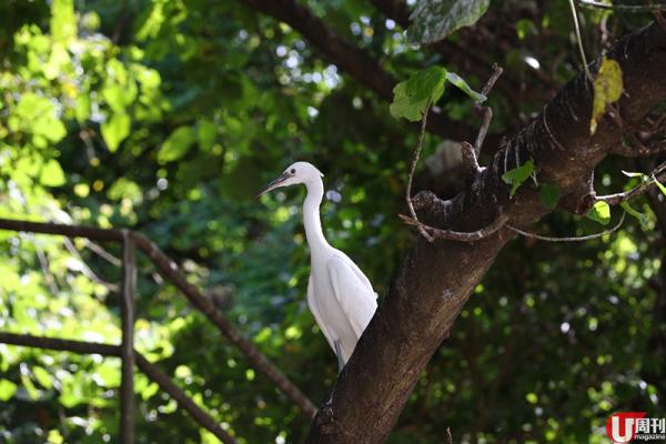 【大埔好去處】大埔森林之旅 認識樹木雀鳥、參加工作坊
