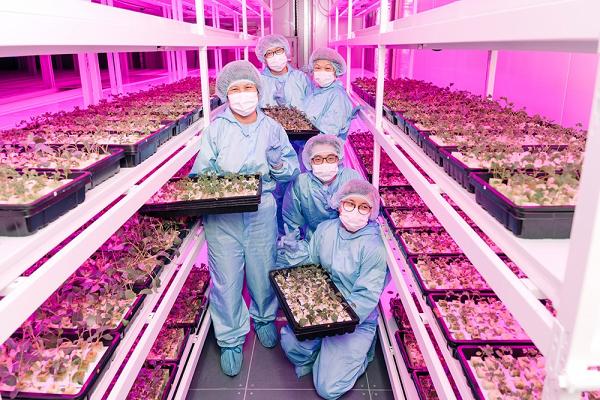 Sustenir Agriculture於香港開設垂直農場，天天供應新鮮蔬菜。