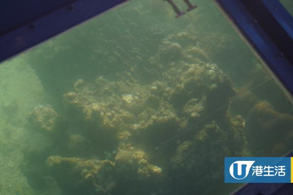 【西貢好去處】海下灣玻璃船生態遊 近距離欣賞10種珊瑚 超適合一家大細親子樂！