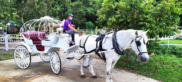 大埔好去處｜今年3月開幕童話世界農莊 親親英女王御用品種白馬、歐洲古董馬車打卡位