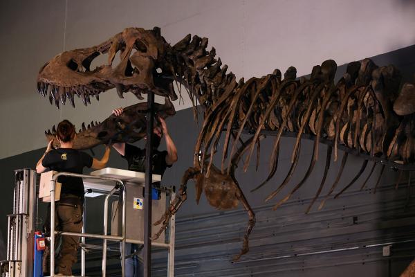 科學館大型恐龍展覽「八大‧尋龍記」展期延至2023年2月！8組完整度極高化石標本/1比1棘龍/哈特茲哥翼龍