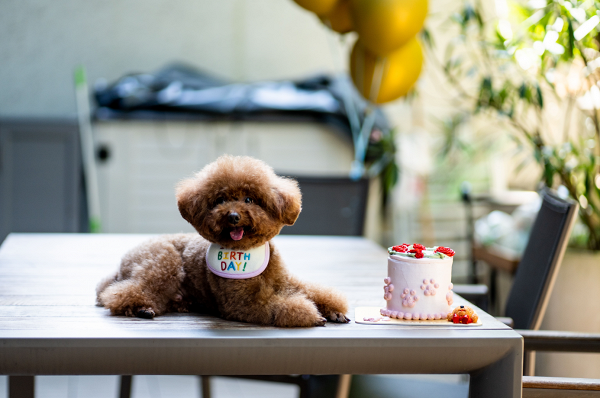 LIFETASTIC全新推出寵物蛋糕甜品！寵物版西瓜草莓蛋糕 超可愛冬甩/杯子蛋糕