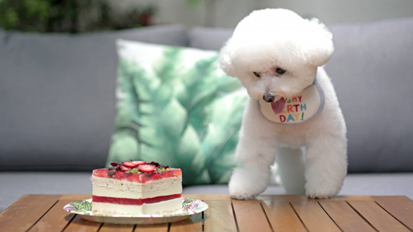LIFETASTIC全新推出寵物蛋糕甜品！寵物版西瓜草莓蛋糕 超可愛冬甩/杯子蛋糕