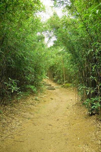土地灣的小竹林。