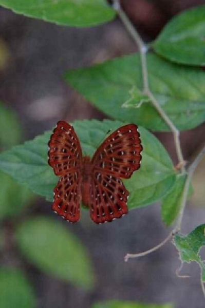 甲龍古道生態園蝴蝶在此棲息和覓食。