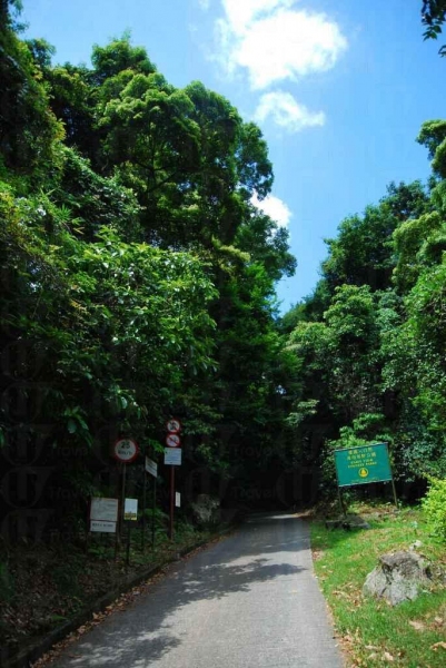 大埔滘自然護理區的樹木林蔭。