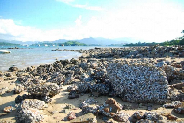 沙灘上的石頭滿佈蠔殼。