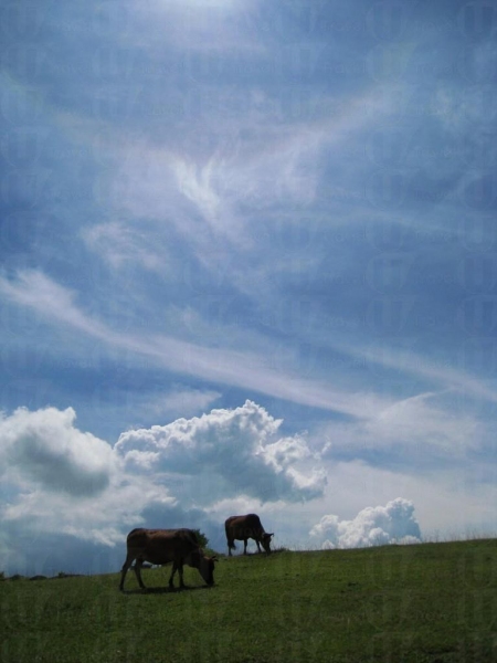藍天、白雲、牛牛，令你如置身荷蘭草原般。