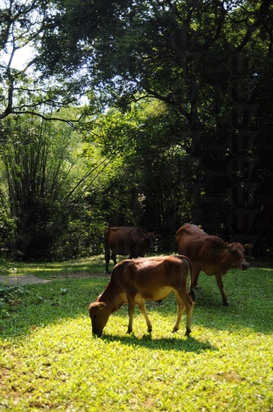 村外的草地成為牛群居所地。
