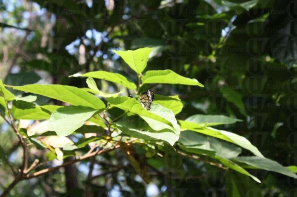 家樂徑上常有蝴蝶飛舞，動植物種類繁多。（陸嘉鈴攝）
