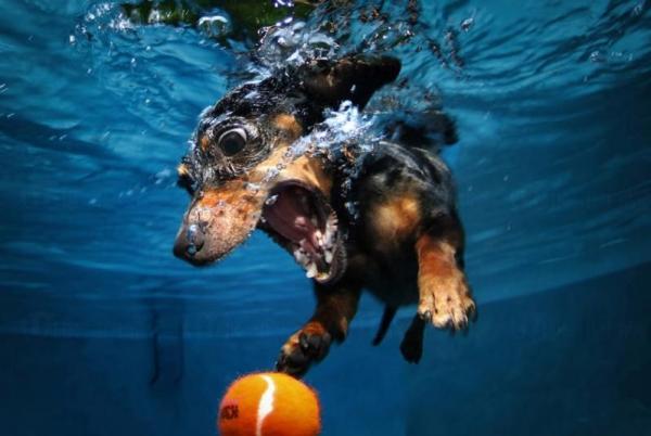 水底下的狗狗 千奇百趣
