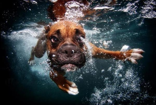 水底下的狗狗 千奇百趣