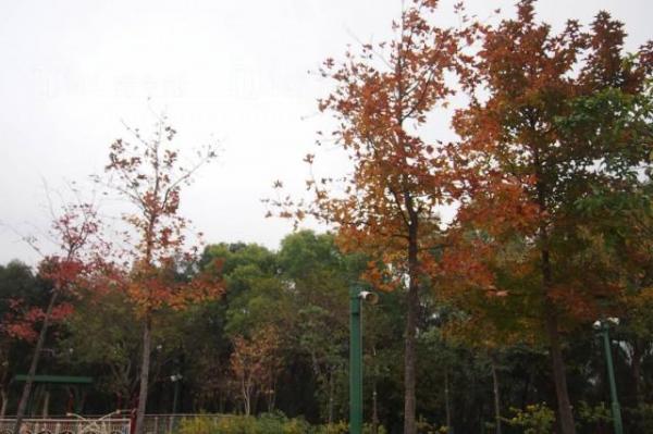 2014年12月27日 佐敦谷公園紅葉（圖：《【第十一個紅葉景點最Like】草地上的紅葉》）