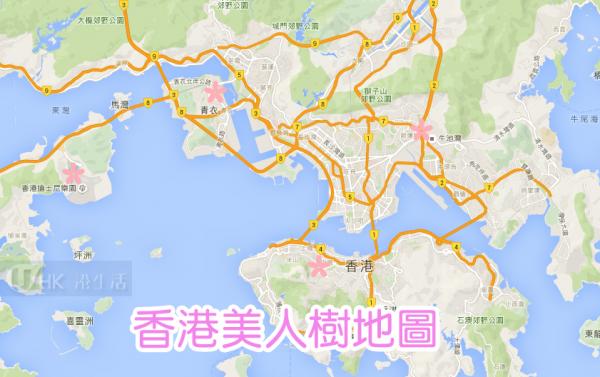 賞櫻前奏！香港美人樹地圖