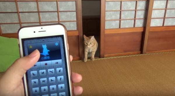 1秒令貓星人痴埋身　實測人貓交流App翻譯人話變貓語　