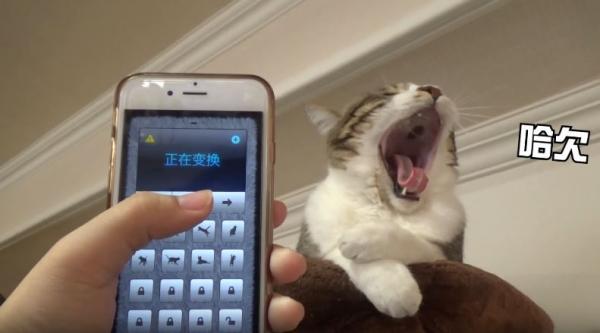 1秒令貓星人痴埋身　實測人貓交流App翻譯人話變貓語　