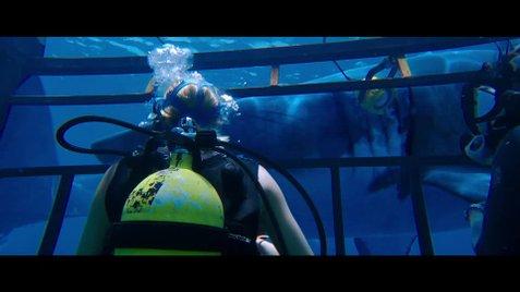 全水底拍攝《鯊海47米》美女賞鯊魚斷籠墮47米深海