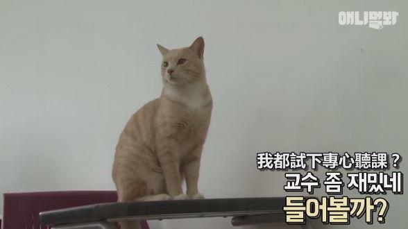 貓貓陪你上課？！韓國大學生合力照顧流浪貓