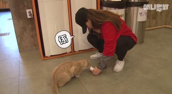 貓貓陪你上課？！韓國大學生合力照顧流浪貓