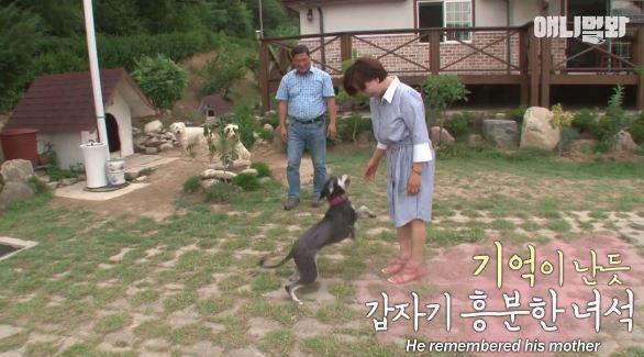 流浪狗激動再見媽媽！韓國節目助其找回主人