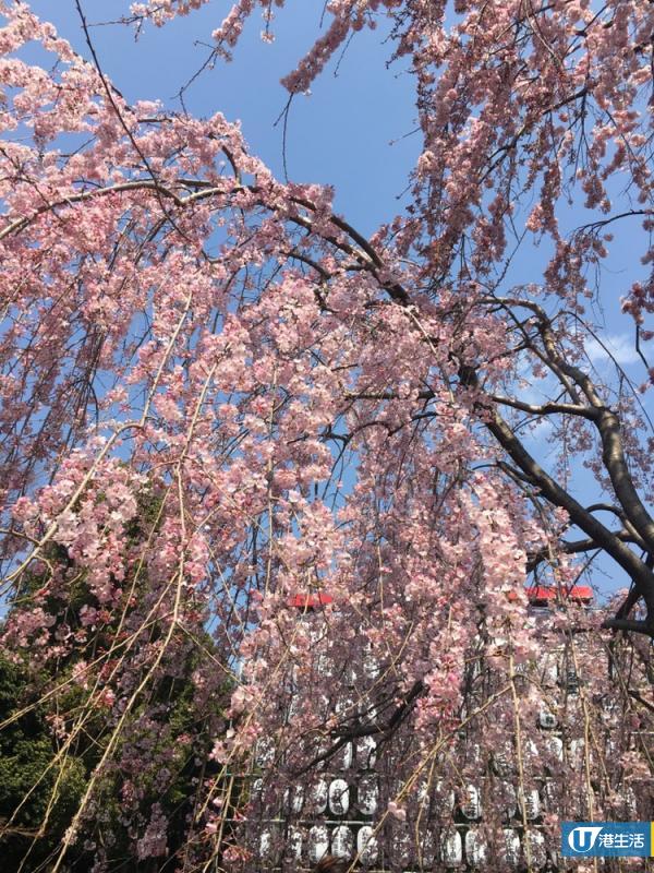 昂坪種400棵櫻花樹！明年初有望成全港最大賞櫻景點