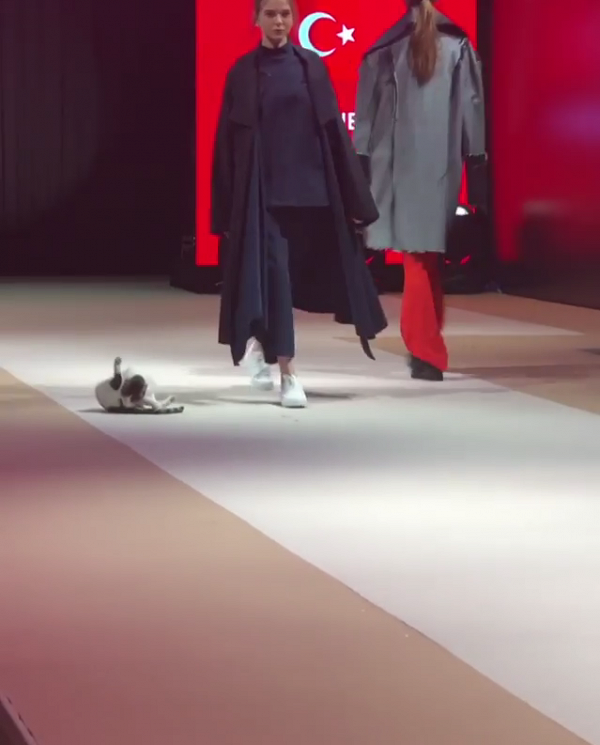 貓仔亂入fashion騷 客串做模特兒示範正宗catwalk
