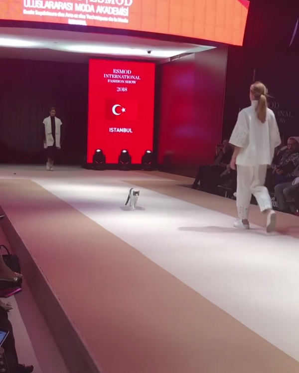 貓仔亂入fashion騷 客串做模特兒示範正宗catwalk