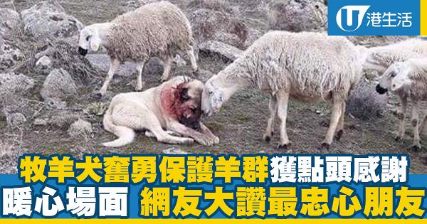 牧羊犬保護羊群獲點頭感謝！暖心場面 網友大讚最忠心的朋友