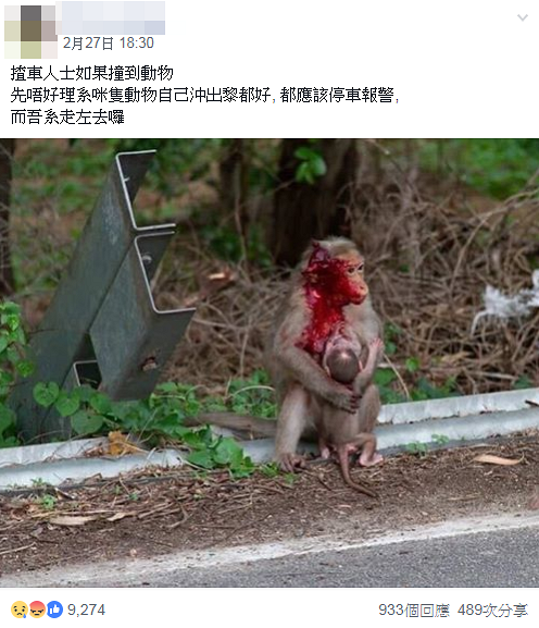 馬騮疑遭車撞傷仍拼死保護幼猴　引網民關注動物權益 憂報警會導致人道毀滅