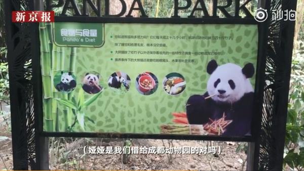 高齡大熊貓懷疑被動物園粗暴對待　熊貓基地：已將其中一隻接回到基地養老