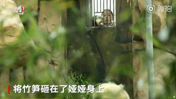 高齡大熊貓懷疑被動物園粗暴對待　熊貓基地：已將其中一隻接回到基地養老